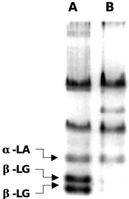Fig. 1.  Native-PAGE analysis on whey proteins obtained from raw (A) and processed  (B) milk