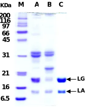 Fig. 2.  SDS-PAGE analysis on whey proteins obtained from raw (A) and processed (B)  milk