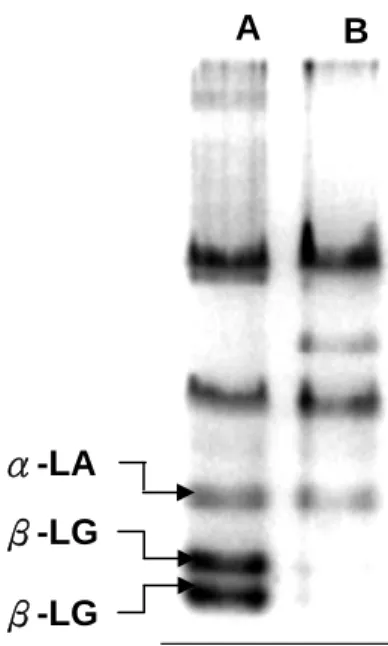 Figure 1：本實驗室利用 15% Native-PAGE 之電泳膠片分析生乳及鮮乳 圖。 A Lane 為生乳。B Lane 為加工過之生乳。其中在 Lane A 上之兩種 蛋白質（β-LG）經加溫處理後大量消失。 