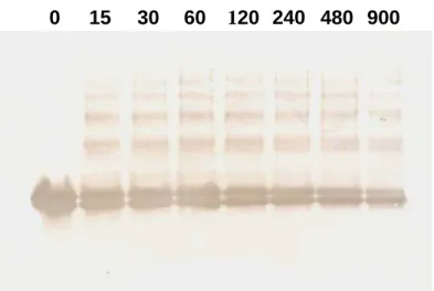 Figure 4：利用 Western blot 分析在不同時間熱處理後之β-LG 變化。(A)  15% Native-PAGE。(B) 15% SDS-PAGE。分析與β-LG 抗體之反應，Lane 左至右為不同熱處理時間分別為 0、15、30、60、120、240、480 及 900 秒。β-LG 明顯在加熱時間越長蛋白濃度逐漸降低。並且發現高分子聚 合物 (panel B)。 