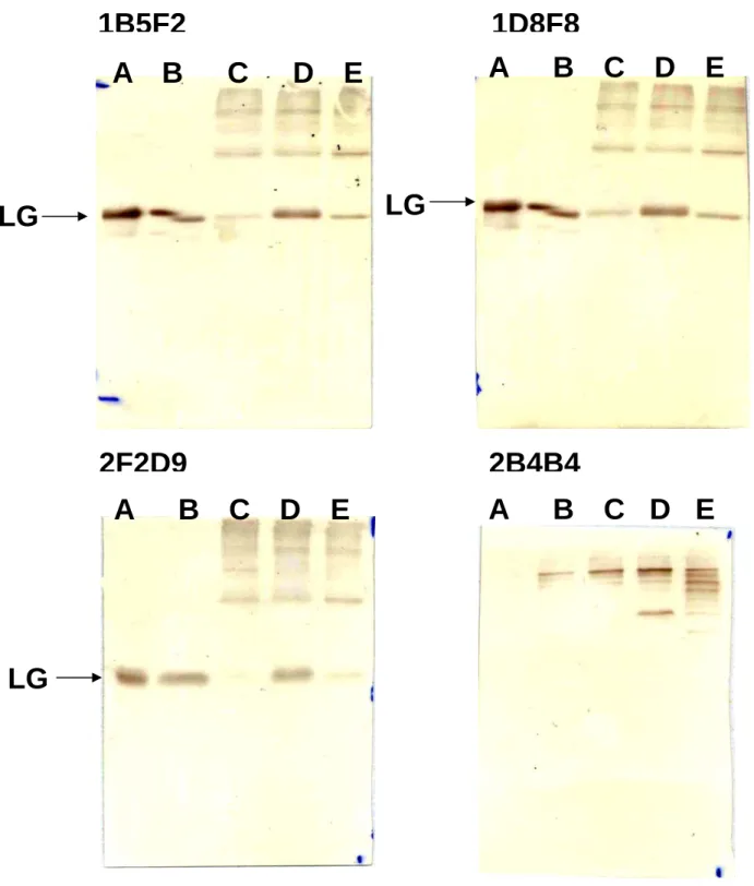 Figure 9：利用 Western blot 分析還原乳的專一性單株抗體（1B5F2, 2F2D9 及 1D8F8）及缺乏專一性的單株抗體的特性。每一個 lane 放入 10ug 的乳 蛋白。Lane A：為 native LG、lane B：為生乳、lane C：為市售鮮乳、lane  D：為還原乳及 lane E：加熱 95℃15 分鐘後的生乳。 1B5F2 1D8F8A  B   C   D  E  A   B  C  D  E A   B  C  D  E 2F2D9A   B  C D E2B