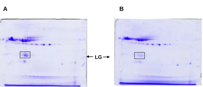 Figure 15：利用本實驗室研發出的 2D-PAGE 分析。牛乳經加熱後 LG 與乳中哪幾 種蛋白質結合。A：並未加熱的生乳。B：加熱後的生乳。結果發現生乳經加熱 後 LG 與 BSA、Casein 及 LA 結合成大分子。 