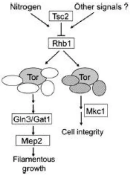 Fig.  4.  Model  of  the  Tsc2/Rhb1/TOR  signaling  pathway  involved  in  nitrogen  starvation-induced morphogenesis and cell wall integrity of C