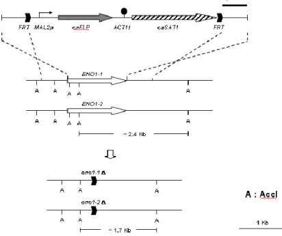 Fig. 5.    Genomic construction of ENO1 null mutation. Acc1 is used to treat genomic DNA 