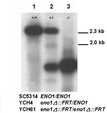 Fig. 6. Southern Analysis of CaENO1 locus in various strains. 