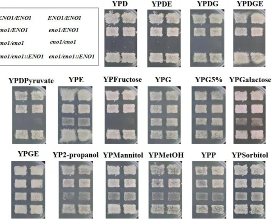 Fig. 8.    Mutations on CaENO1 affect the utilization of different carbon sources for growth