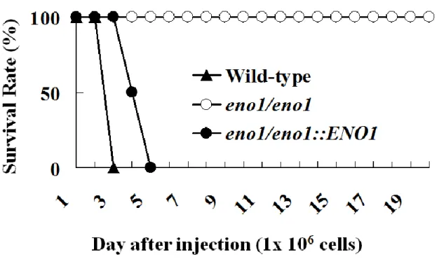 Fig. 11.    Candida albicans defective in ENO1 is avirulent in mice. 