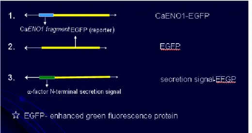 Fig. 11. Schematic representation of fusion construct of CaENO1 on baker yeast expression  vector YEP363