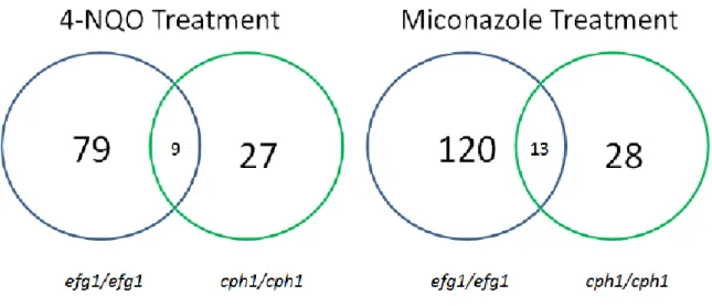 Fig. 15. Results of microarray analyses for genes controlled by different conditions. 