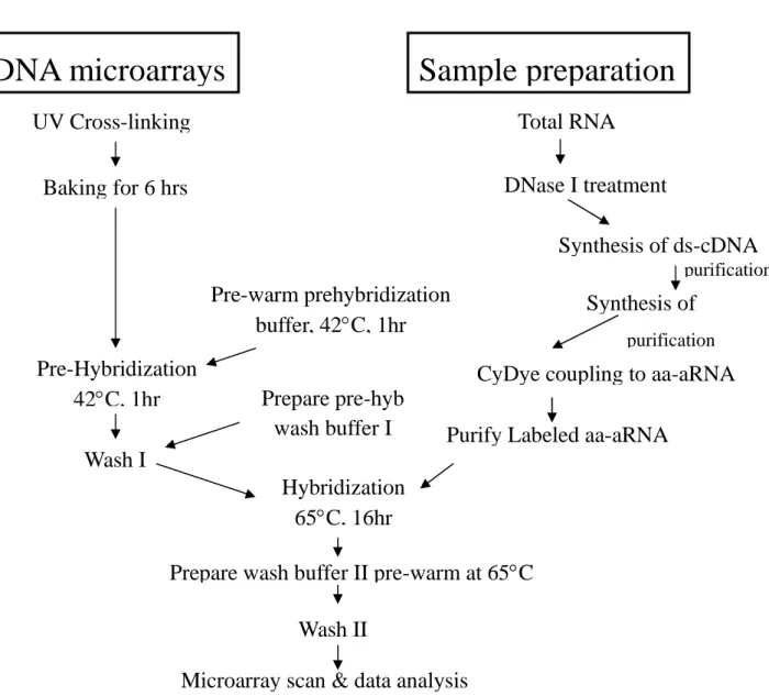 Figure 1. An overview for working on the C. albicans oligo microarrays and data analysis.