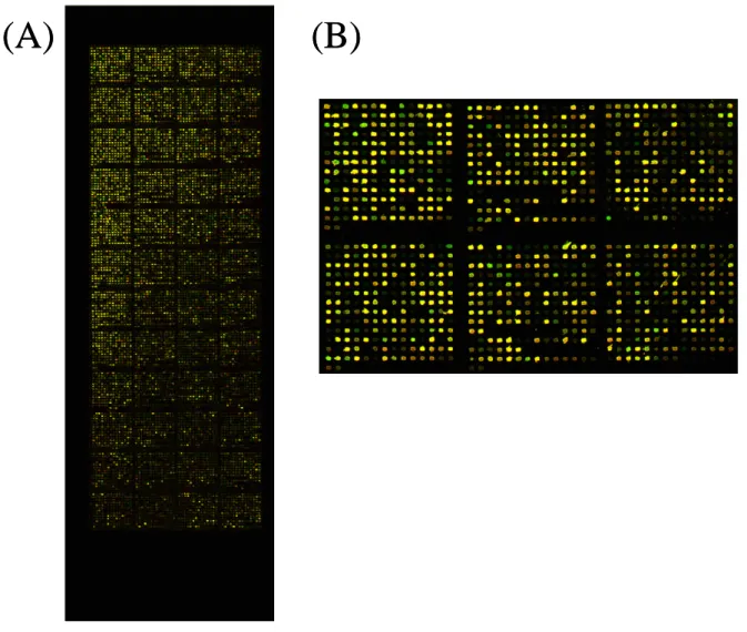 Figure 2. A representative of the C. albicans spotted oligo microarrays. (A) The whole view of a test microarray with sample hybridized