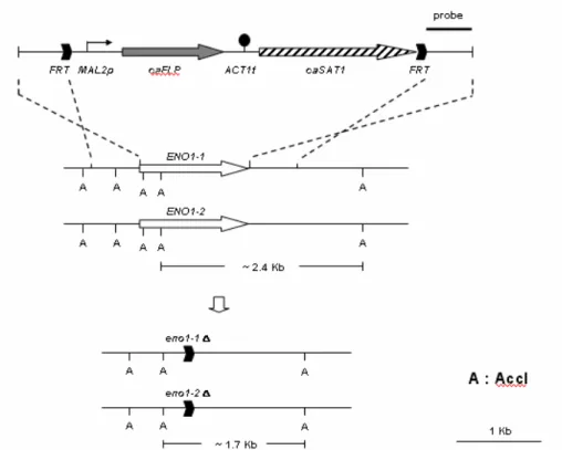 Fig. 4. Genomic construction of CaENO1 null mutation. Acc1 is used to treat genomic DNA for Southern analysis.