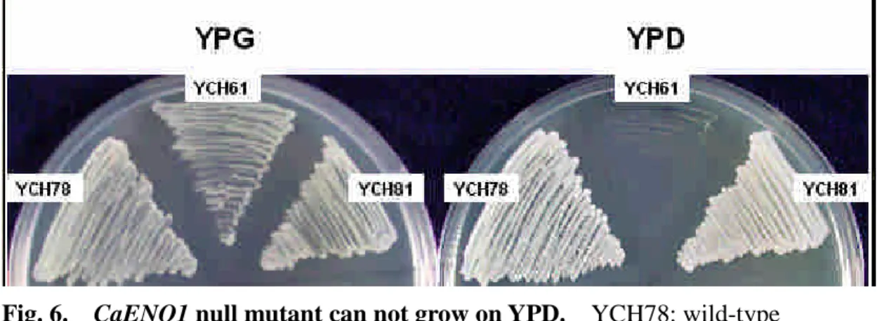 Fig. 6. CaENO1 null mutant can not grow on YPD. YCH78: wild-type CaENO1/CaENO1 strain; YCH61: eno1Δ::FRT/eno1Δ::FRT; YCH81: wild-type CaENO1/CaENO1 strain.
