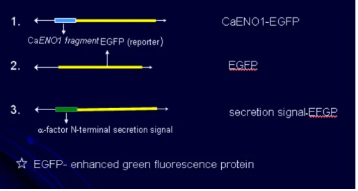 Fig 7. Schematic representation of fusion construct of CaENO1 on baker yeast expression vector YEP363.