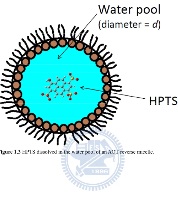 Figure 1.3 HPTS dissolved in the water pool of an AOT reverse micelle. 