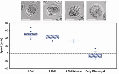 Fig. 3: Morphological dependence of Embryo DEP response. Box plot showing speeds of embryos at varying developmental stages (n = 30-35, for each stage) (black dashed line is mean speed)