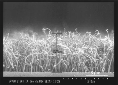 Fig. 1 SEM image of CNTs synthesized on the drain region of  the LC-TFT. 