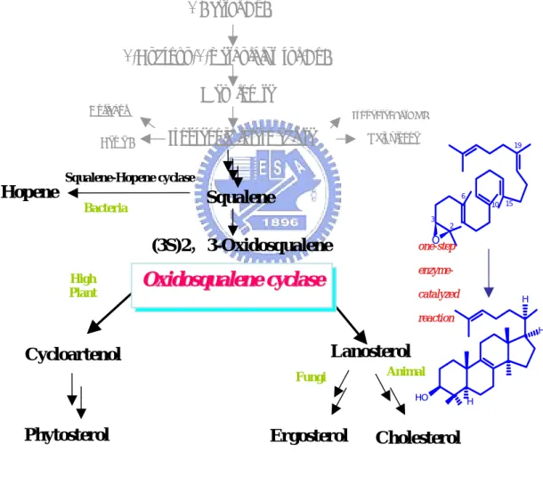 圖 1-1:  固醇類生合成途徑