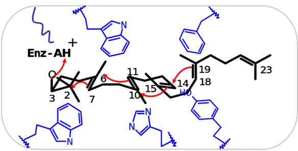 圖 1-6 : Griffin 提出 Aromatic Hypothesis 理論模組，酵素利用活性 區高度保留的芳香族胺基酸基團，透過碳陽離子-π 共振作 用穩定帶正電的高能產物 [37]