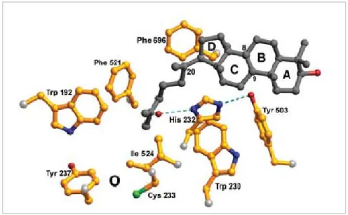 圖 1-14 : 酵素活性區在碳 8/碳 9 附近有 7 個芳香族胺基酸基團 --Trp192、Trp230、His232、Tyr237 Tyr503、Phe521、Phe696， His232 與 Tyr503 有氫鍵拉扯效應，使得 His232 能有最適 當的位置，催化最後的脫氫作用而中止反應，且 His232 會 透過和水分子的交互作用，影響催化反應 [45] 。  圖 1-15 : 氧化鯊烯環化 酵素與其產物-羊毛硬脂 醇 形 成 複 合 物 的 結 構 圖。圖中所顯示的胺基 酸基團為距離產物小於 