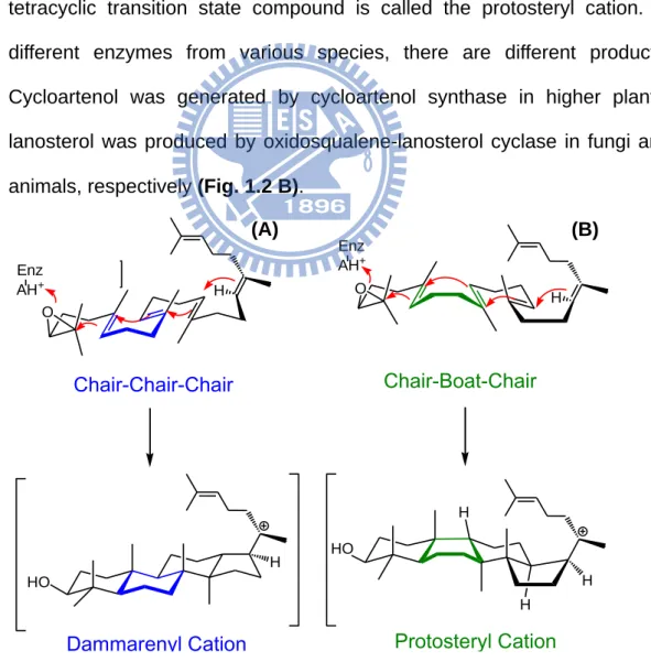 Figure 1.2 Cyclization of (A) dammarenyl cation, (B) protosteryl cation. 