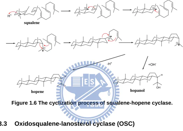 Figure 1.6 The cyclization process of squalene-hopene cyclase. 