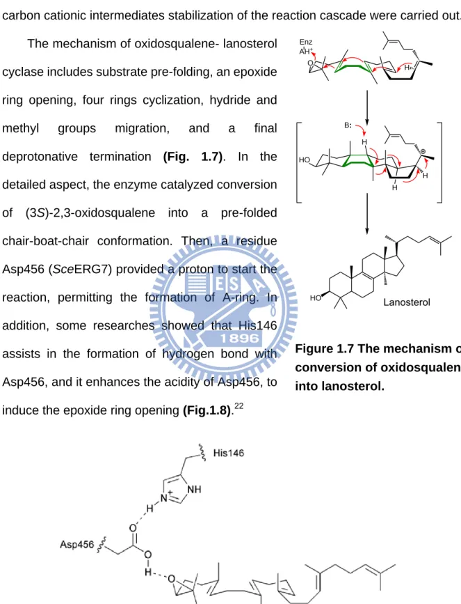 Figure 1.8 The proposed model for oxirane ring opening and cyclization  initiation.  HO H HHOOEnzAH+ LanosterolHHB: