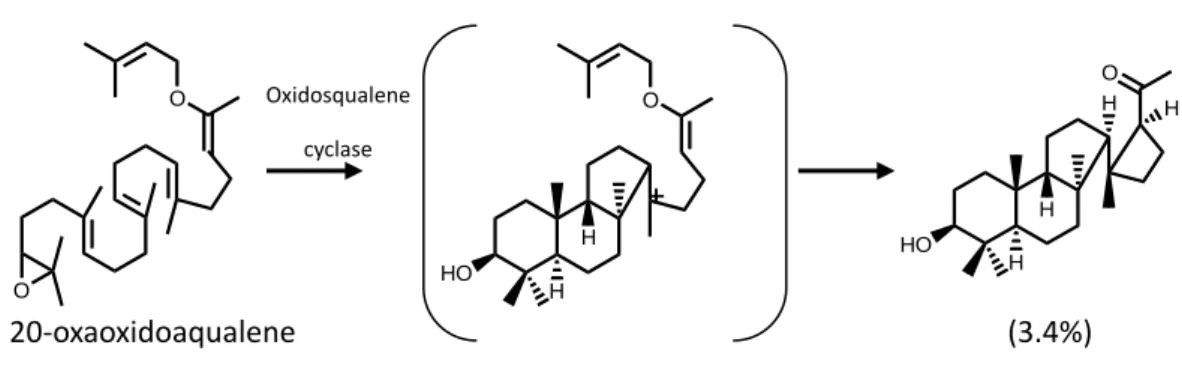 Figure 1.9 Substrate analogue and their product derivatives during the  oxidosqualene cyclase cyclization which are suggestive of 