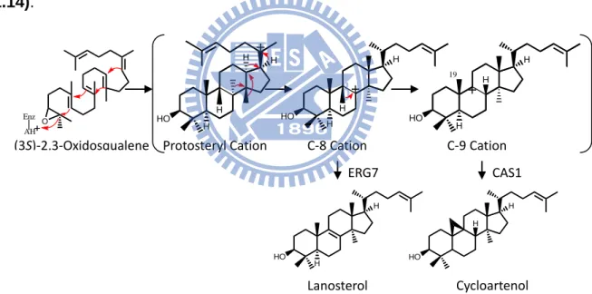 Figure 1.14 The difference between cyclization mechanisms of lanosterol  synthase and cycloartenol synthase
