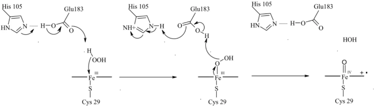 圖 1-5  在 chloroperoxidase 中 Glu-183 對形成 Compound I 的可能 功能。  另外，從結構的角度來看肌紅蛋白的 Val 68 位置對受質到達活性 部位有很大的重要性，將其置換成各種不同的胺基酸殘基會大大的改 變其活性區域的形狀與體積[10]。因此以 H64D 為模板，將 Val 68 突 變成各種不同胺基酸的雙重突變已被建構出來以測量其過氧化酶 (peroxidase)與過氧合酶(peroxygenase)酵素活性，在這些雙重突變中， H64D/V68L 突變在形成