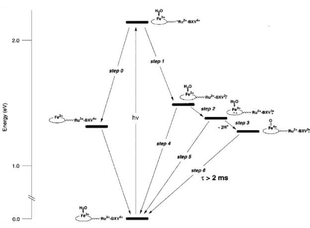 圖 1-8 Mb(Fe III OH 2 )-Ru 2+ -BXV 4+ 在經過激發Ru(bpy) 3   後的能階與 選擇性路徑[15]。 