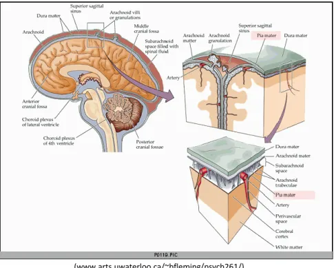 Figure 4.1: Surface of Brain.