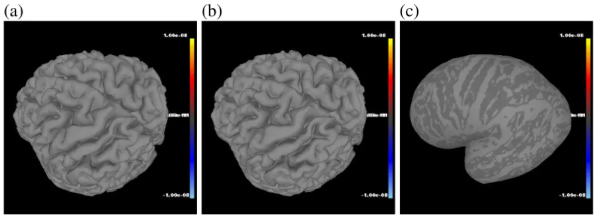 Figure 4.2: Reconstructed Pia Mater (a) Pia mater has been down sampled by 50% and 114,024 triangular points remain