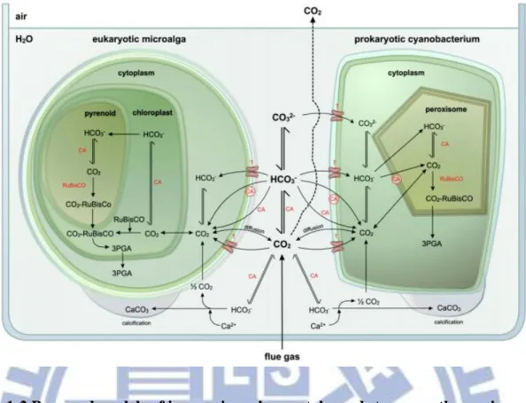 Figure 1-2 Proposed models of inorganic carbon uptake and storage pathways in  eukaryotic microalgae and prokaryotic cyanobacteria