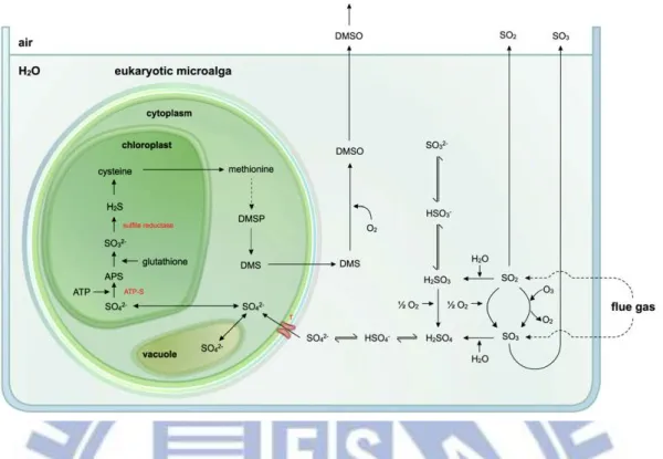 Figure 1-4 Proposed models for sulphur uptake and storage by both prokaryotic 