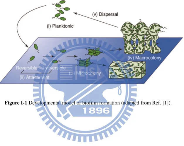 Figure I-1 Developmental model of biofilm formation (adapted from Ref. [1]). 