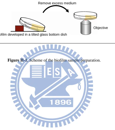 Figure II-1. Scheme of the biofilm sample preparation. 