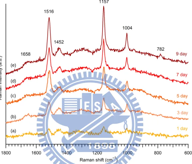 Figure III-3.  Space-resolved  Raman spectra of Rhodococcus sp.  SD-74  biofilms  developed for 1 (a), 3 (b), 5 (c), 7 (d), and 9 days (e)