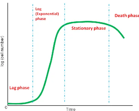 Figure I-1. Typical yeast growth curve, which consists of the lag, log (exponential),  stationary, and death phases
