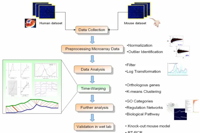 Figure 2.3 The overview of the microarray data analysis between human and mouse on the  developmental stages.