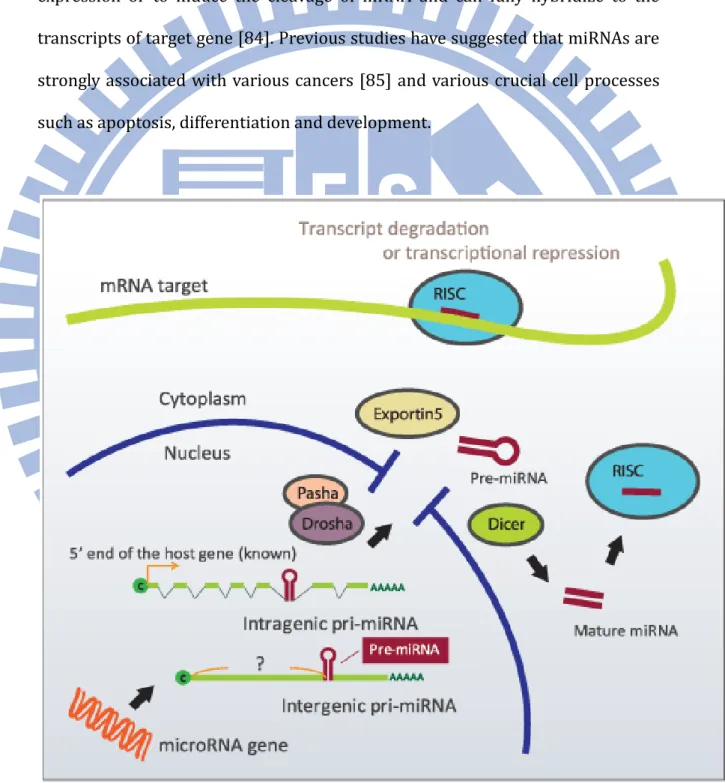 Figure 2. The biogenesis of miRNAs   