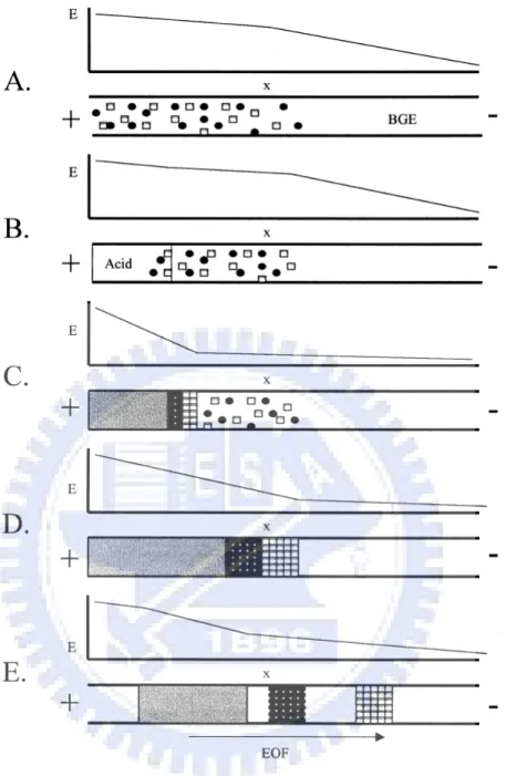 Figure 2.3 Schematic diagrams of the pH-mediate stacking model [19].    (A)The analytes dissolved in a high-conductivity matrix are electrokinetic  injected into the capillary; (B) a plug of strong acid is also injected, and a  positive separation voltage 