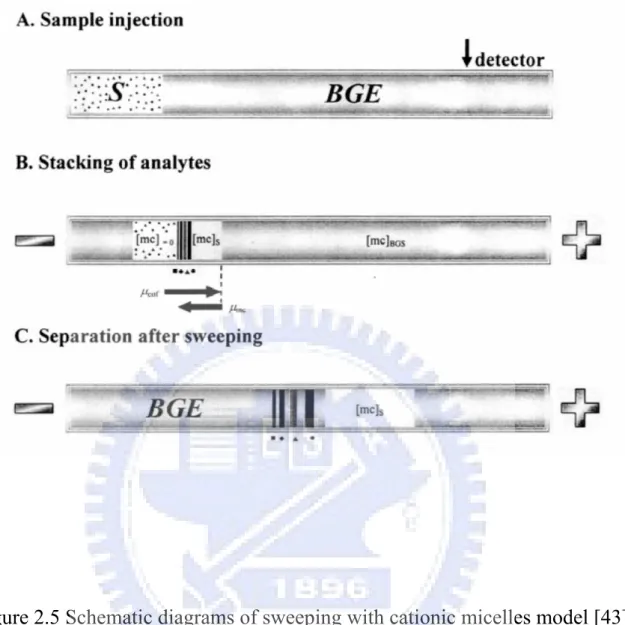 Figure 2.5 Schematic diagrams of sweeping with cationic micelles model [43].  (A) The capillary is initially filled with BGS; (B) A sample zone containing  nonmicellar sample matrix or water is injected for a period much longer than  usual