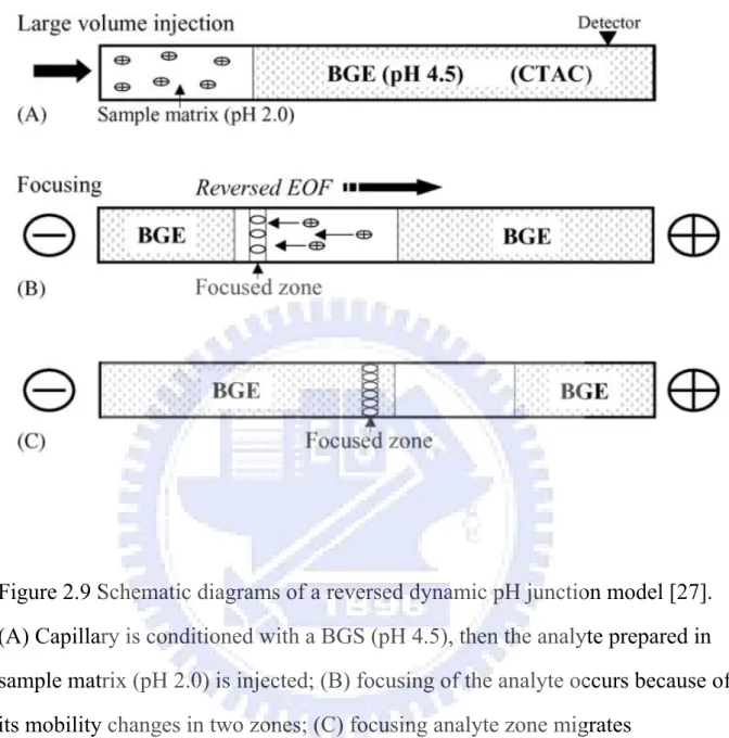 Figure 2.9 Schematic diagrams of a reversed dynamic pH junction model [27].  (A) Capillary is conditioned with a BGS (pH 4.5), then the analyte prepared in  sample matrix (pH 2.0) is injected; (B) focusing of the analyte occurs because of  its mobility cha