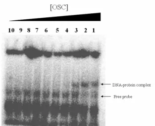 Figure 1. Filter binding assay of DNA with  various concentrations of OSC ranging from 0.25, 0.5,  1.0, 2.0 to 4.0 µmol