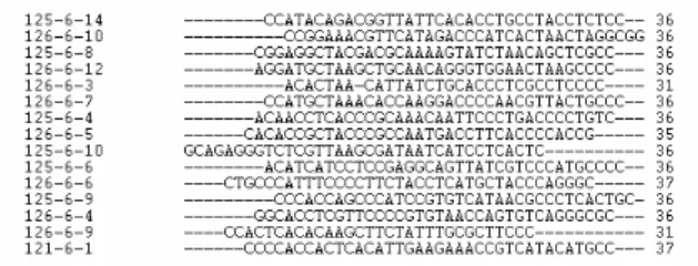 Figure 3.  Sequence alignment analysis of the  Oligonucleotide aptamer from cycle 6. 
