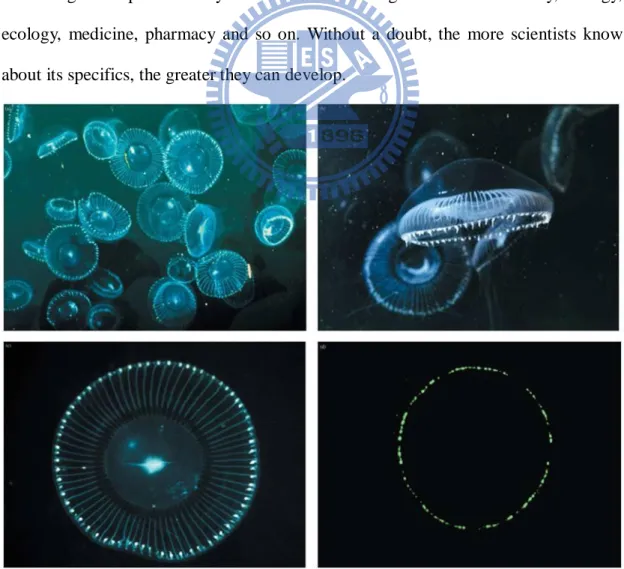 Fig. 1    The bioluminescent organ is located along the umbrella-like edge [1]. 