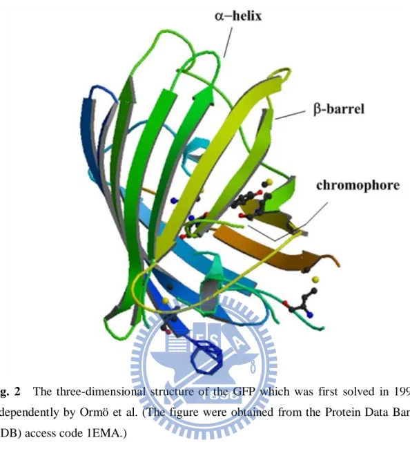 Fig.  2    The  three-dimensional  structure  of  the  GFP  which  was  first  solved  in  1996  independently  by  Ormö et al