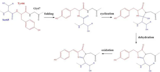Fig. 3    The biosynthetic mechanism for the formation of the GFP chromophore. 