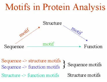 圖 1-2 Motifs in Protein Analysis   